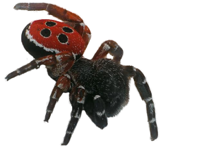 Spider PNG image-4574